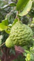 Green bergamot on the tree video