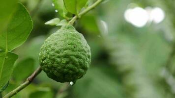 groen citroen limoen Aan de boom, groen fruit Aan de boom video