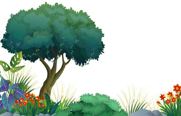 illustration of tropical forest with white background