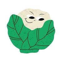 Cute funny cauliflower character. Vector hand drawn cartoon kawaii character illustration icon. Isolated on white background. Cauliflower character concept