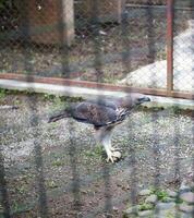 An Eagle playing with a rock on the ground then opens its wings in the cage photo