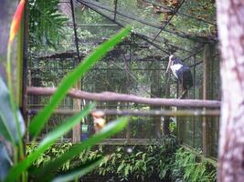 A big cranes bird in a cage. background blur photo