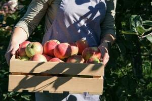 Wooden box with ripe red apples in female hands. Harvesting photo