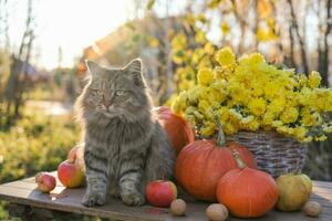 Fluffy cat sits on a table among pumpkins and baskets with autumn flowers photo