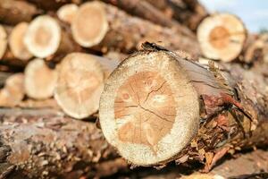 Pine logs close-up. Deforestation. Wood preparation. logging industry photo