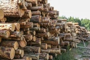 pilas de registros en el bosque. deforestación. madera preparación. Inicio sesión industria foto