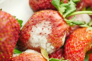 Gray Mold on strawberries on table , photo