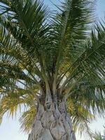 Palm tree on blue sky background, low angle view photo