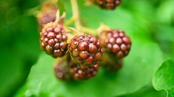 Blackberry on the branch. Ripe fruit. Vitamin rich fruit. Close up of food photo