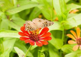 Lemon Pansy butterfly on a mexican sunflower photo
