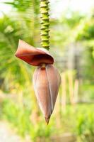 Banana flowers hanging on a banana tree photo