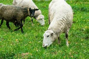 Farm brown sheep graze in pasture. Flock of sheep eating grass in meadow. photo