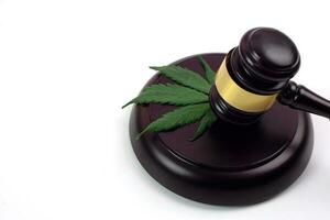 Cannabis leaf or marijuana leaf with judge hammer on white background. Law, judiciary concept. photo