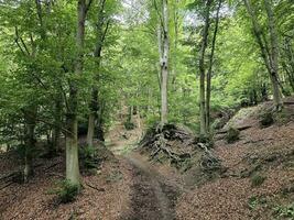 el bosque de el italiano provincia de liguria en el verano temporada de 2023 foto