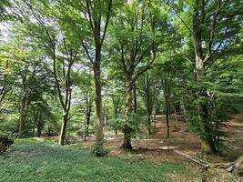 the forest of the Italian province of Liguria in the summer season of 2023 photo