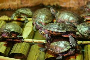 young turtle resting on rock photo