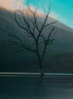 Tree in the lake. photo