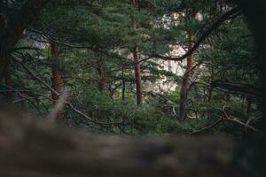 Forest in North ossetia. photo