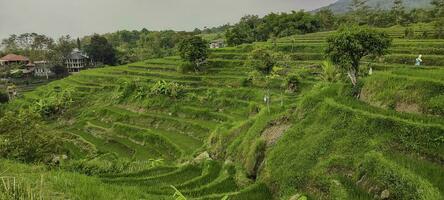 Green landscape terraces of rice fields in Indonesia photo