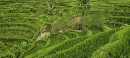 verde paisaje gradas de arroz campos en Indonesia foto