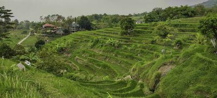 Green landscape terraces of rice fields in Indonesia photo