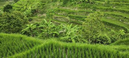 Green landscape terraces of rice fields in Indonesia photo