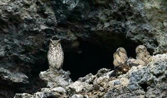 Great Horned Owl with babies in front of a cave photo