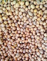 These are soybeans, which have many benefits and nutritional content to meet food needs. photo