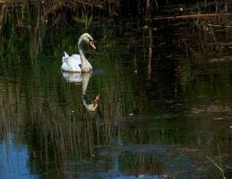 un hermosa blanco cisne nada en el agua. comportamiento de un salvaje pájaro en naturaleza. animal fauna silvestre fondo de pantalla antecedentes. foto