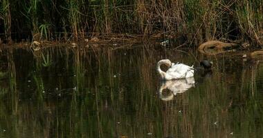 A beautiful white swan swims in the water. Behavior of a wild bird in nature. Animal wildlife wallpaper background. photo