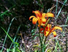 Hemerocallis fulva or the orange day-lily. Corn lily flowering in the garden. Close up. Detail. photo