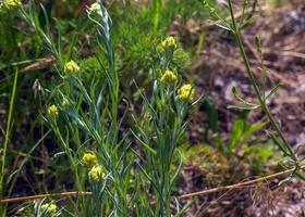 Helichrysum arenarium L is also known as dwarf everlast, and as immortelle. photo