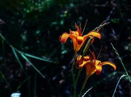 Hemerocallis fulva or the orange day-lily. Corn lily flowering in the garden. Close up. Detail. photo