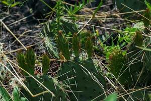 espinoso Pera cactus o Opuntia humifusa en el jardín foto