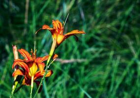 Hemerocallis fulva or the orange day-lily. Corn lily flowering in the garden. Close up. Detail. photo