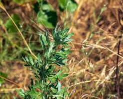 Wormwood or Artemisia absinthium L on a blurred background photo