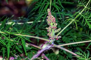 Zumaque esponjoso, o con cuernos de venado laciniata acético árbol, rhus tifina laciniata foto