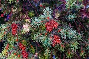 Branches of Pseudotsuga menziesii. Pseudotsuga menziesii cones and foliage. Larch branch. photo