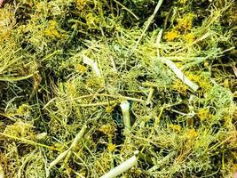 Fresh dill is dried in the air. Harvesting dill for the winter. Drying dill, salting photo