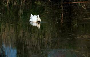 A beautiful white swan swims in the water. Behavior of a wild bird in nature. Animal wildlife wallpaper background. photo