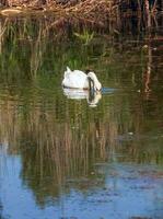 A beautiful white swan swims in the water. Behavior of a wild bird in nature. Animal wildlife wallpaper background. photo