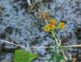 flores de achillea agerato, además conocido como dulce milenrama, en el jardín. eso es un floración planta en el girasol familia, asteráceas. foto