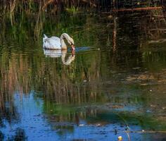 A beautiful white swan swims in the water. Behavior of a wild bird in nature. Animal wildlife wallpaper background. photo