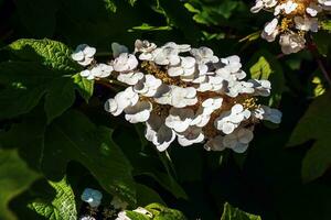 White lace cap hydrangea quercifolia in bloom in the summer months photo