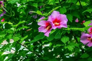 Hibiscus syriacus beautiful white flowers with burgundy eye photo