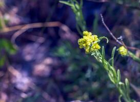 Helichrysum arenarium L is also known as dwarf everlast, and as immortelle. photo