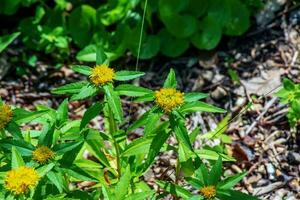 Bright yellow Bidens flowers with its daisy-like blooms on a sunny day. Springtime in the garden photo