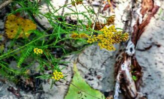 Flowers of Achillea ageratum, also known as sweet yarrow, in the garden. It is a flowering plant in the sunflower family, Asteraceae. photo