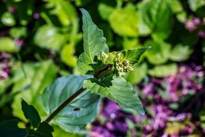 circaea luteiana es un salvaje planta. planta floreciente en verano. foto