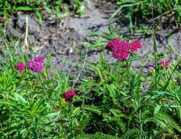 Pink blooming yarrow flowers in the forest. Achillea millefolium Cerise Queen. photo